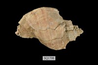 藏品(紅皺岩螺)的圖片